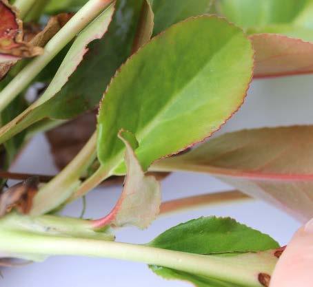 Figur 6 Krypande jordstammar ännu ej utvecklade. Figur 7 Bladets form hos Bergenia cordifolia. 2.2 Heuchera sp.