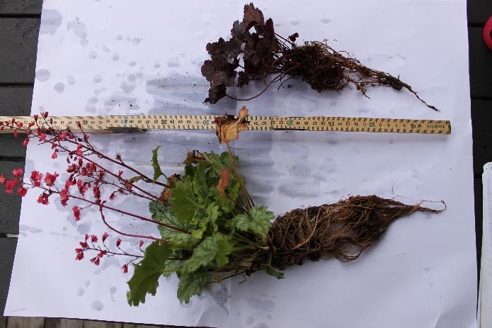 I förökningsförsöket användes två olika sorters Heuchera sp.; Paris och Obsidian. Sorten Paris är grönbladig och Obsidian är rödbladig.