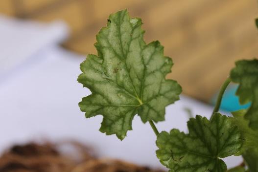 Figur 8 De undersökta exemplaren av Heuchera sp., uppe i bild 'Obsidian' och nedan i bild 'Paris'. Bladen är flikiga och tydligt handnerviga, se figur 9 och 10.