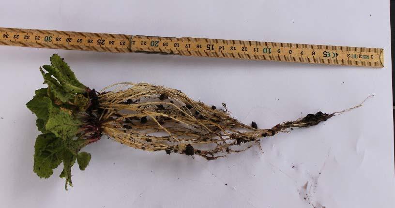 Figur 14 Det undersökta exemplaret av Primula vulgaris.
