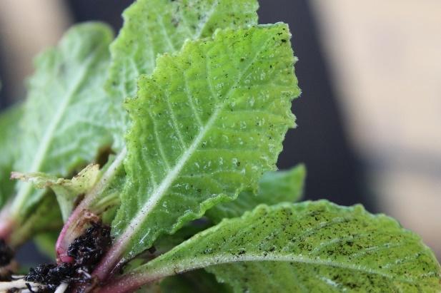 Bladen på Primula vulgaris är omvänt lansettlika med vågig kant, se
