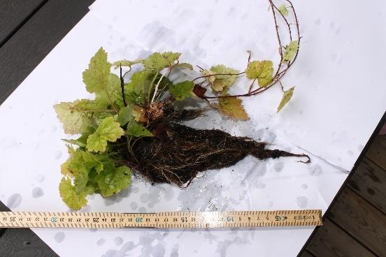 2.5 Tiarella cordifolia Tiarella cordifolia, spetsmössa, är en örtartad, mattbildande växt som