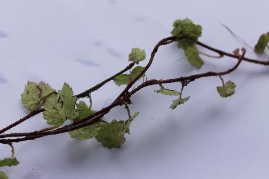 rosetter och har flertalet ovanjordiska utlöpare, se figur 18 och 19.