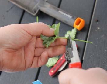3. Beskrivning av metoder för att ta bladsticklingar Att föröka genom att ta bladsticklingar innebär att blad avlägsnas från växten antingen genom att klippas av, försiktigt vicka bladet sidledes