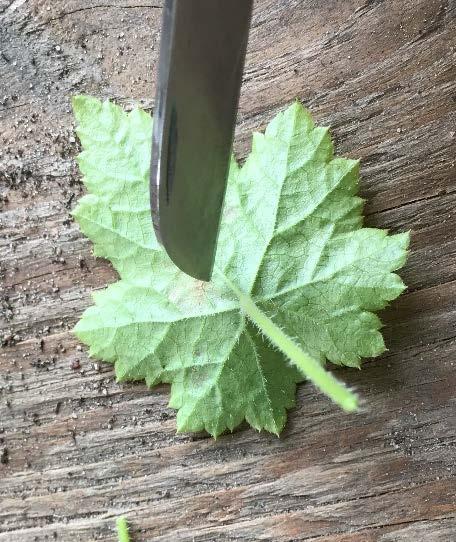 3.4 Blad med skadade nerver Blad som saknar en tydlig mittnerv och sidonerver som exempelvis handnerviga blad kan förökas genom att bladnerverna snittas/såras.