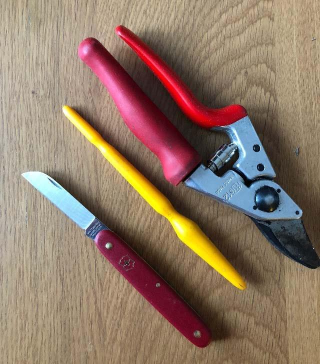En sekatör användes för att klippa av blad och bladskaft och till snitt och för att