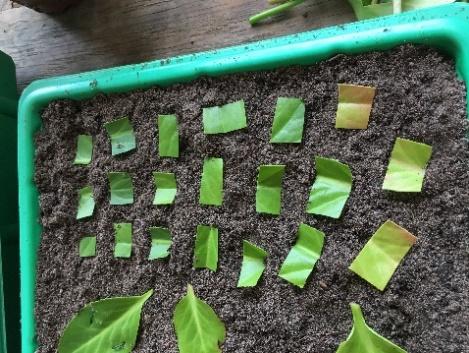 Detta utfördes genom att bladen klipptes av från plantan med hjälp av en sekatör och lades sedan med ovansidan nedåt på en plan yta.