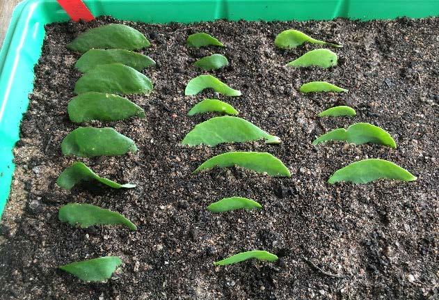 Detta genomfördes genom att bladet avlägsnades från plantan på samma sätt som vid hela blad och lades därefter med ovansidan nedåt mot en plan yta.