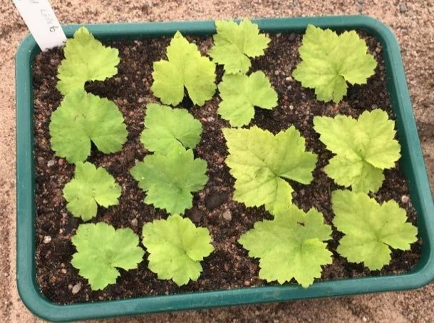 4.8 Tiarella cordifolia Figur 46 Hela blad. Figur 47 Blad med skadade nerver.