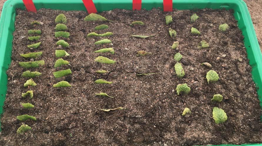 Av de sticklingar som togs från Primula vulgaris var det främst de som togs genom delning längs med mittnerven som uppvisade tecken på torka vid förökningsförsökets slut, se exempel på detta markerat