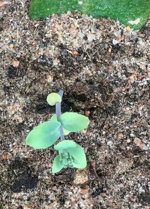 Figur 63 En nybildad planta från
