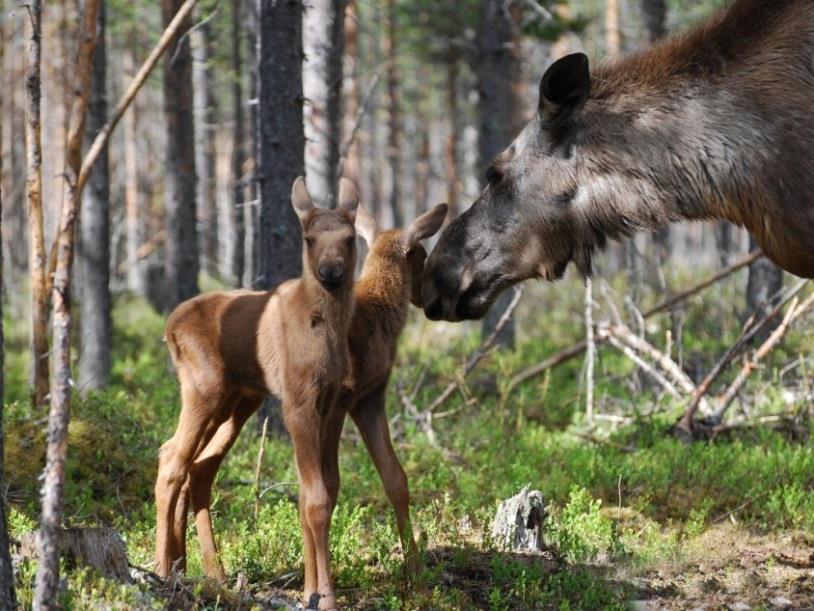 ÄLGOBS 7 första jaktdagarna under de 30 första