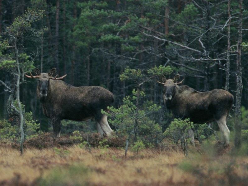 Kostnadseffektivt trendmått för älgstammen