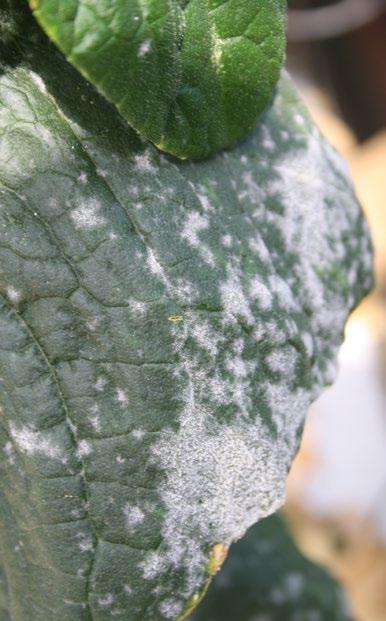 bladnekroser under svaga ljusförhållanden. Dessa sorter kan du inte plantera på vintern. Förädlarna arbetar med fenomenet och på de nyaste sorterna är problemet redan mindre.
