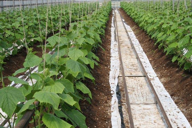 Stora krav på plantan Småplantornas utseende är viktigt vid sommarplantering, viktigare än vid vinterplantering eftersom de ska växa så snabbt. De bör ha 4 5 bra blad.