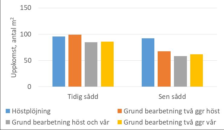 För tidig sådd var plantuppkomsten för plöjning och för grund bearbetning på hösten runt den allmänna rekommendationen på 100 plantor per kvadratmeter medan den för de två led som bearbetades på