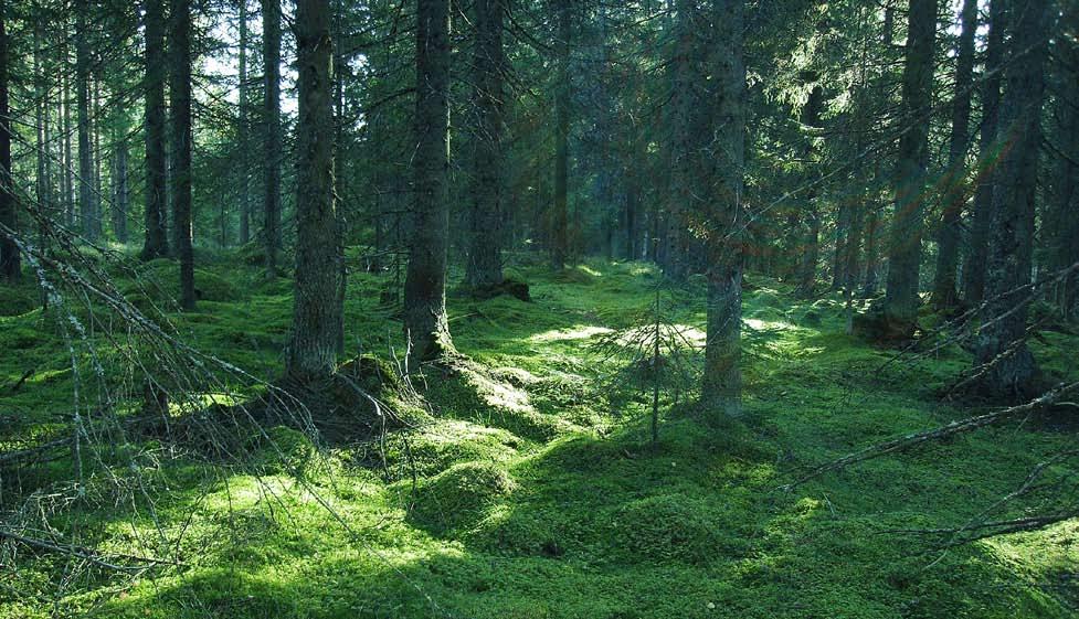 Genombrottsmetoden Att hitta nya sätt att arbeta och att lära av varandra DEN GRUNDLÄGGANDE IDÉN med genombrottsmetoden är att lyfta fram erfarenhet och kunskap som finns men som inte tas till vara