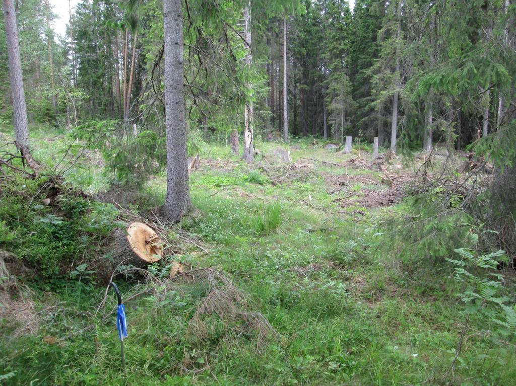 SoH obj. nr. 223095 kolbotten i bildens förgrund. s mitt skadad av rotvälta (i förgrunden till vänster).