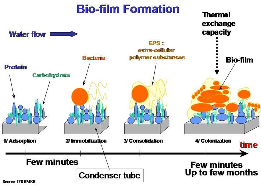 Ytmodifiering med polymerer för att undvika biofilmuppbyggnad Polymerer på ytor för att
