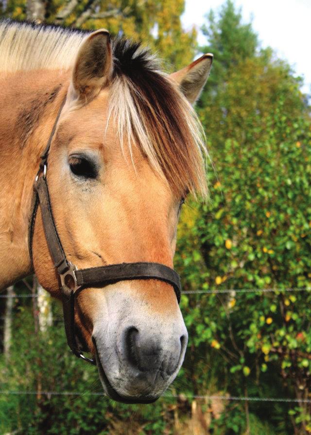 Sommarridskola på Ryttargården Alla barn i Vimmerby kommun i åldrarna 6 15 år är hjärtligt välkomna på sommarridskola hos oss!