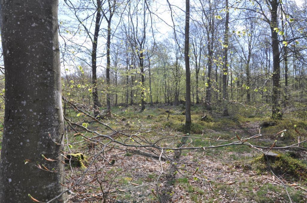 Tomelilla Lönshult 1:3 del av Skogsmark 14,5 ha skogsmark enligt bilagd skogsbruksplan från hösten 2017, upprättad av Mats Rufelt, Firma Bokskog.