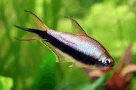 Jag har några Kerritetror (Inpaichthys Kerri) sedan förut, de är snarlika men mindre, och som små individer kan de vara svåra att se skillnad på, men Kejsartetran saknar fettfenan på ryggen framför