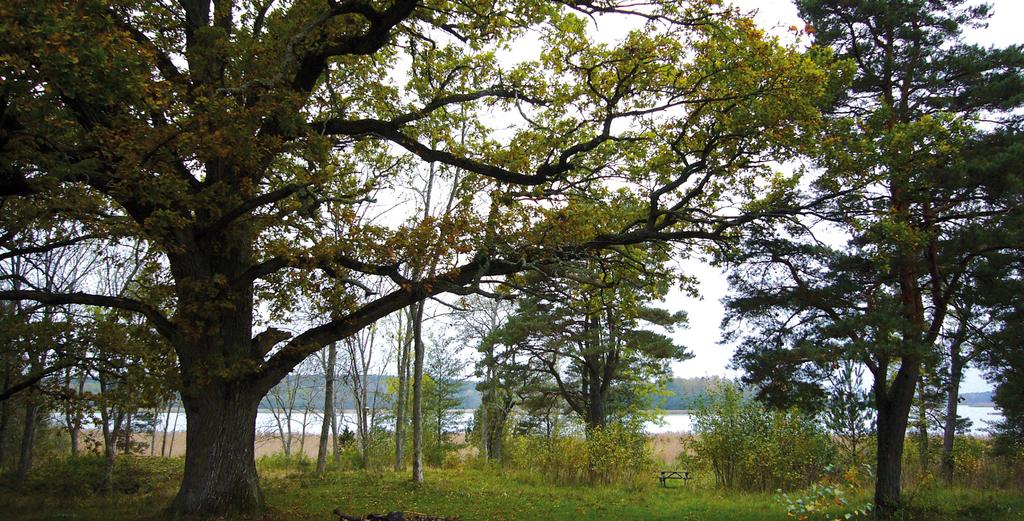 Borgmästarholmen Öster om föreslagen exploatering på norra Öbolandet finns Natura 2000-området Borgmästarholmen.