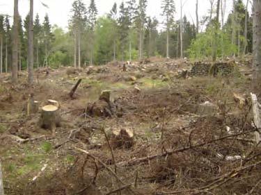 Övervakning av biologiska effekter i vattendrag vid användning av insektsmedel på stormfällt timmer i sydsvenska