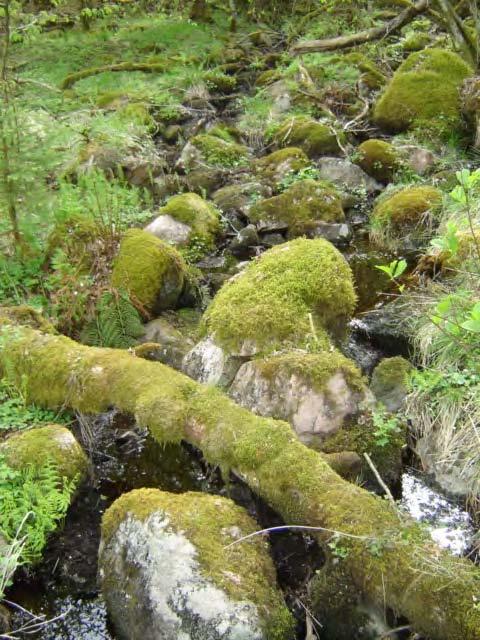 Sammanlagt besöktes 7 lokaler varav 4 provtogs med avseende på både bottenfauna och sediment (både upp- och nedströms virkesvältan), samt provtogs endast sediment på ytterligare 3 lokaler (upp- och