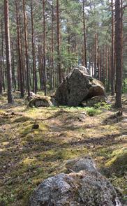 Det finns också tätare områden samt områden med röjd skog vilka är utmärkta på kartan, dessa områden kommer löparna i kontakt med endast i mycket liten utsträckning.