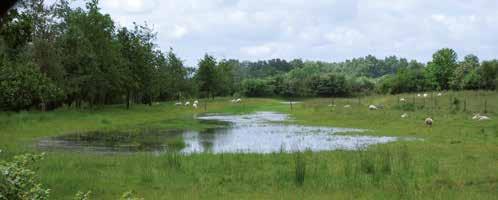 Våtmarker År 1992 anlade Helsingborgs stad den första av en lång rad våtmarker, som syftade till att minska övergödningen och gynna flora och fauna. Den byggdes i Tjutebro.