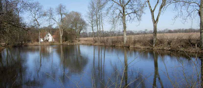 Skogen och de bäckraviner som klär Råådalens norra sluttning, hör till de mest värdefulla i Helsingborg.