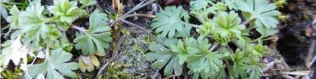 Gamla träd kan ibland ha ihålig stam med ansamling av mulm, som är en kompostliknande massa av organiskt material som bryts ner av olika insekter och svampar.