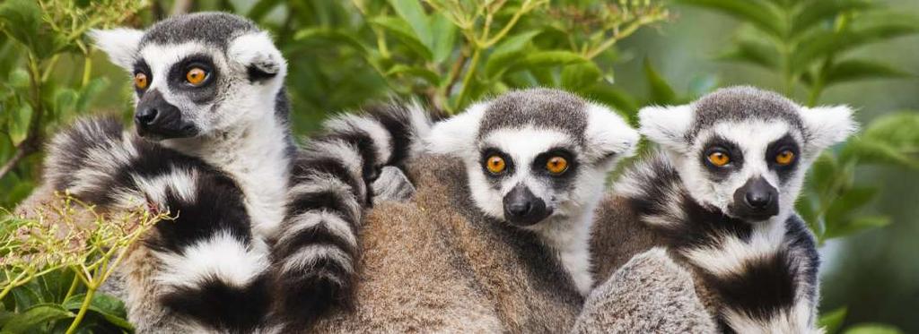 Madagaskar och Seychellerna Följ med på ett äventyr utöver det vanliga!