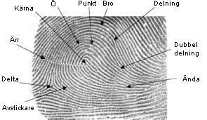 Fingeravtrycksidentifiering Andra