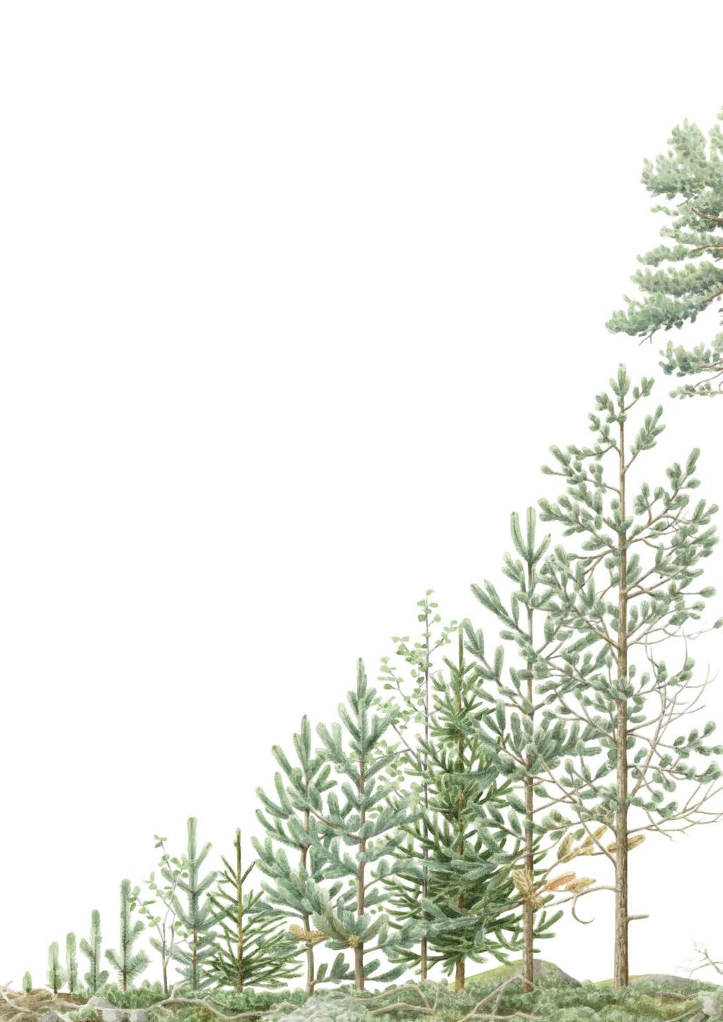 INTRODUKTION / SKOGEN OCH KLIMATET SCAs bidrag till ett fossilfritt samhälle 1 Binder netto 4 Mt CO 2 Växande skog binder koldioxid aktivt skogsbruk