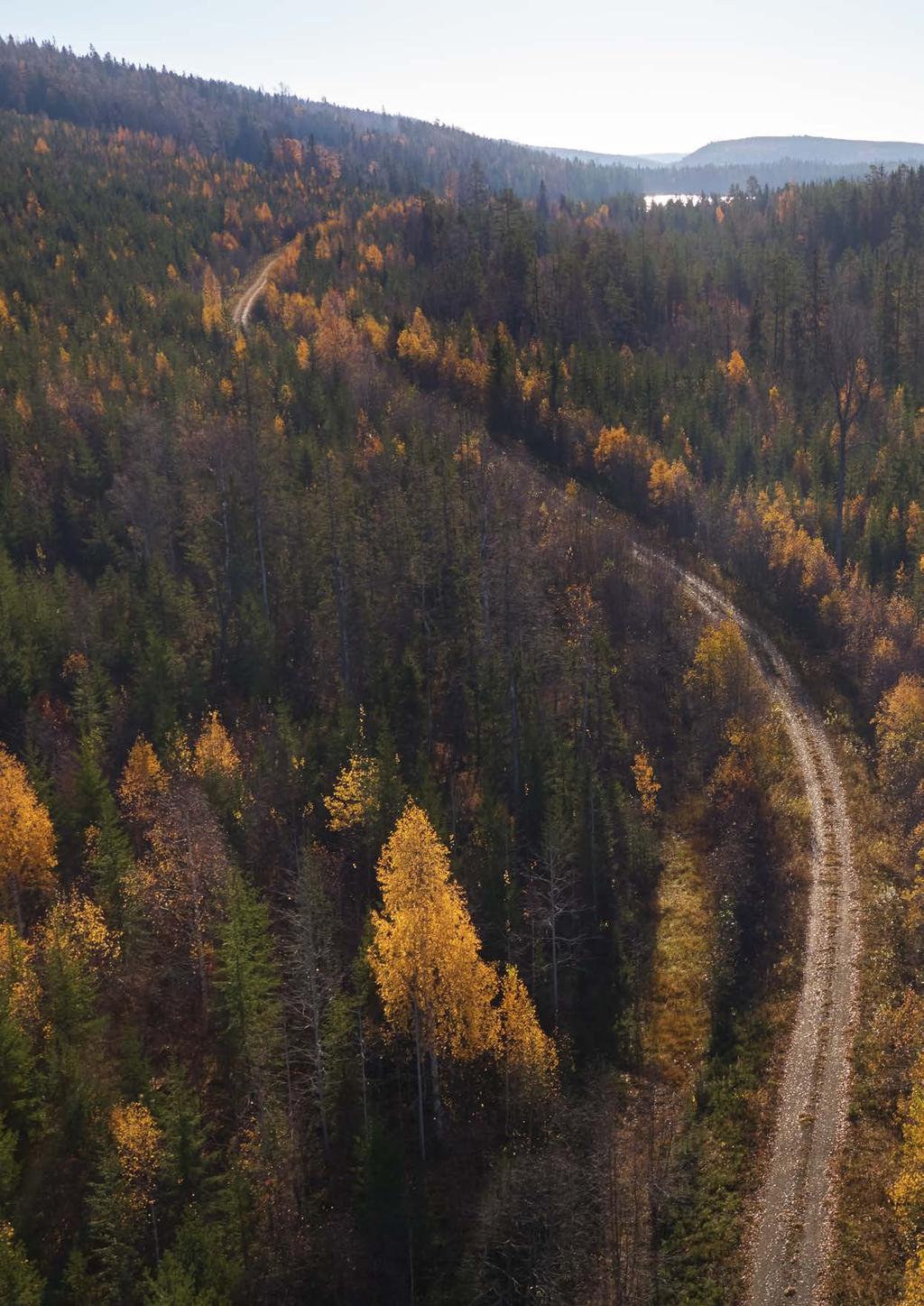 STRATEGI & VERKSAMHET / STRATEGI Strategi för lönsam tillväxt Skogen är en förnybar tillgång, som växer och utgör kärnan i SCAs verksamhet.