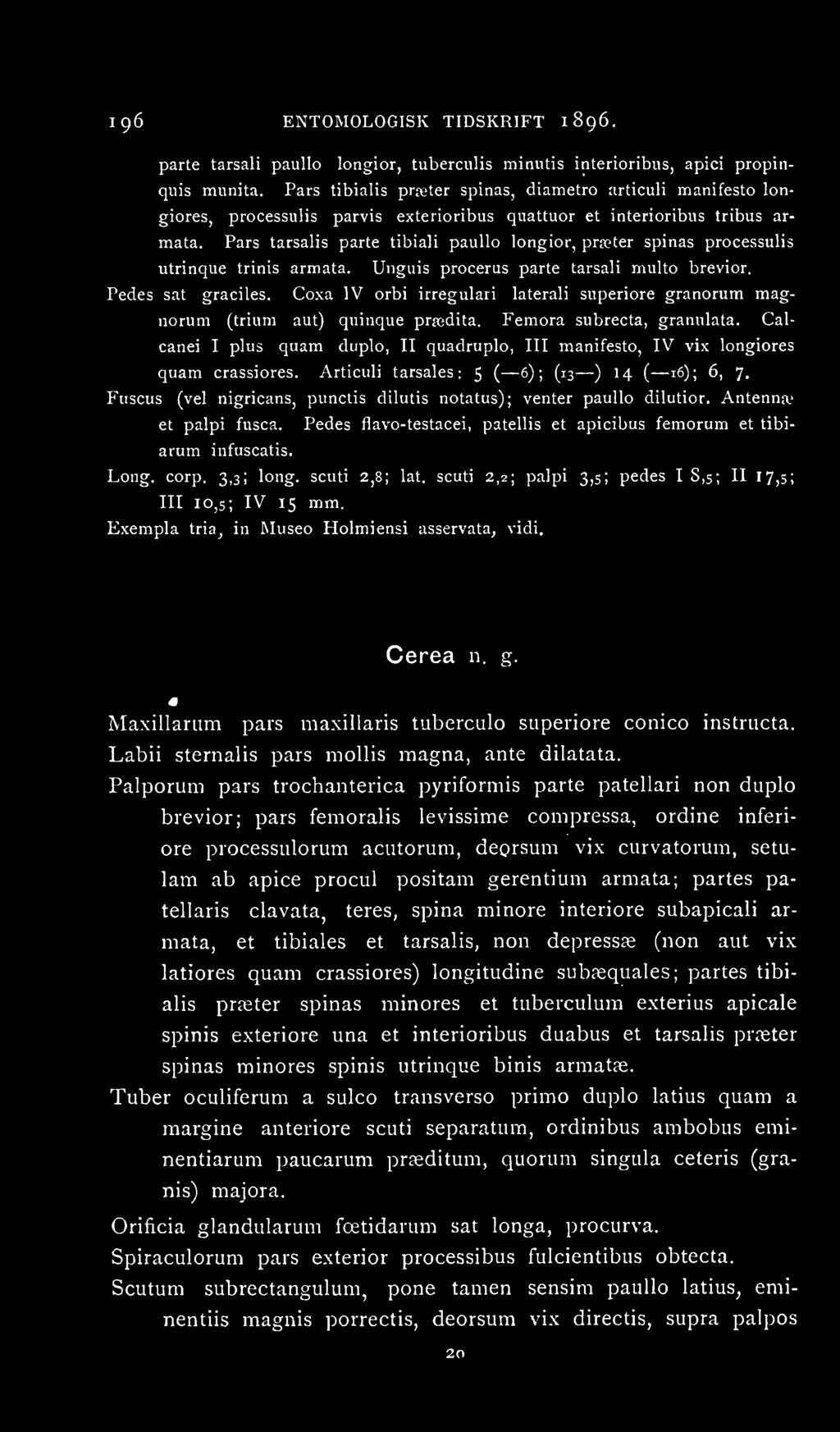 Pars tarsalis parte tibiali paullo longior, pricter spinas processulis utrinque trinis armata. Unguis procerus parte tarsali multo brevior. Pedes sat graciles. Coxa IV orbi irregulari lateral!