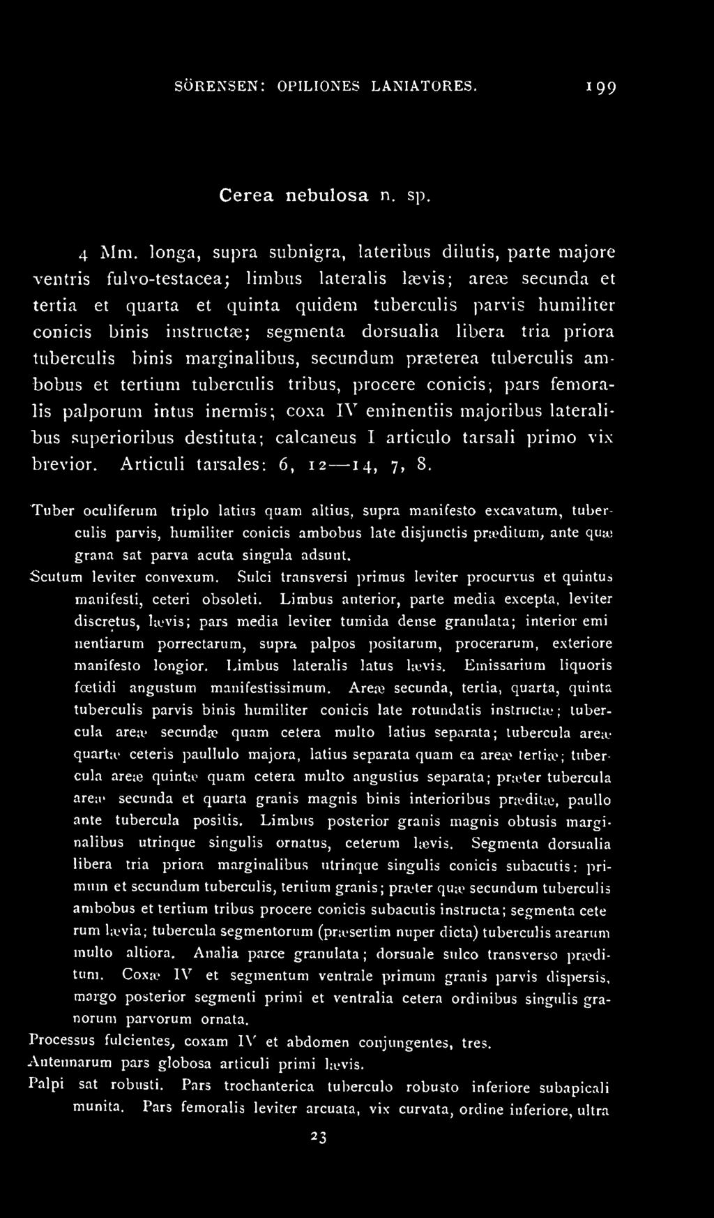 instructge; segmenta dorsualia libera tria priora tuberculis binis marginalibus, secundum prceterea tuberculis ambobus et tertium tuberculis tribus, procere conicis; pars femoralis palporum intus