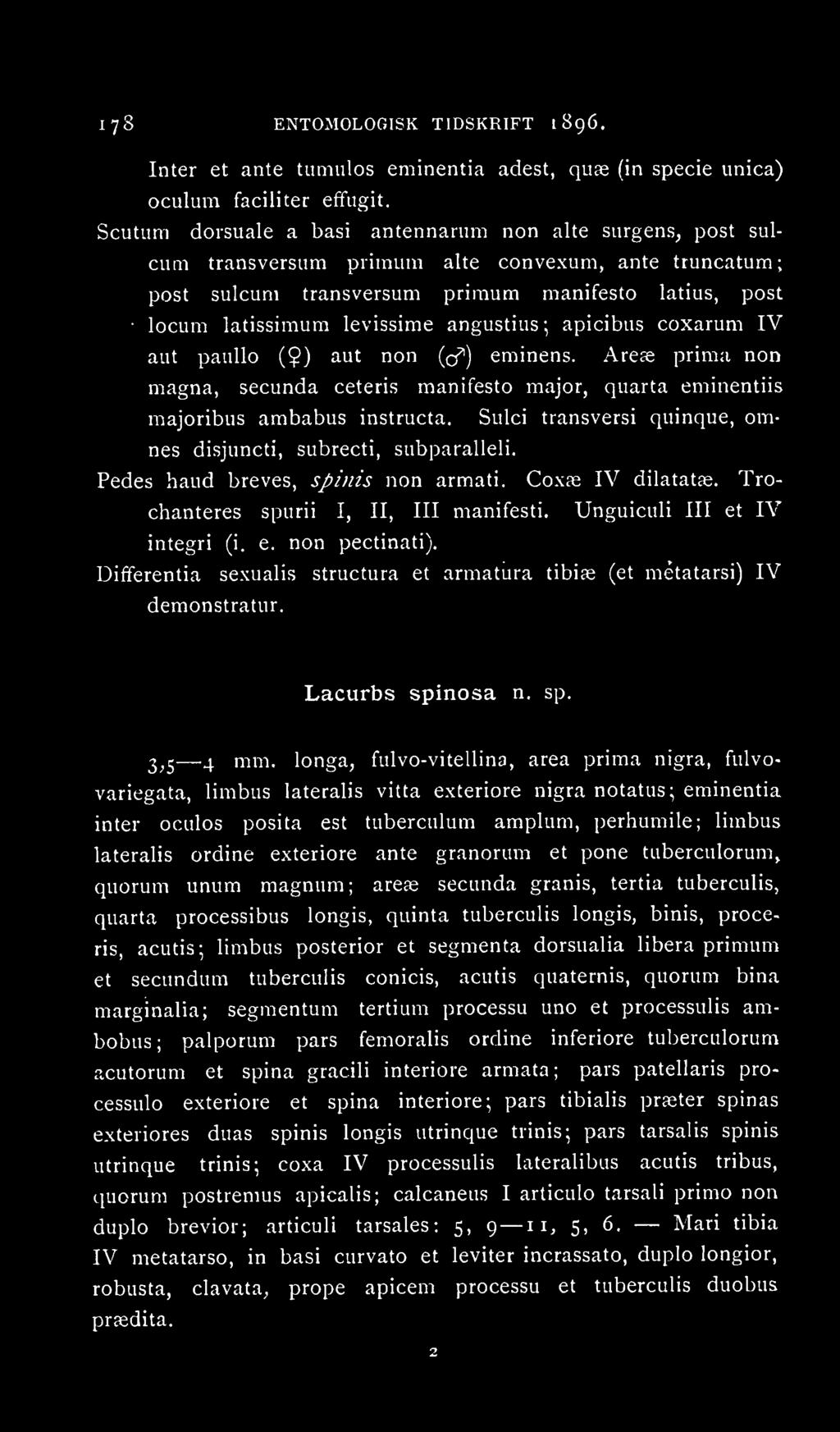 angustius ; apicibus coxarum IV aut paullo (Ç) aut non {(f) eminens. Arefe prima non magna, secunda ceteris manifesto major, quarta eminentiis majoribus ambabus instructa.