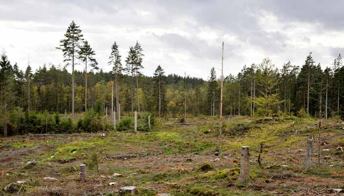 MILJÖSTANDARD Miljöstandard 1. Hantering av områden med höga naturvärden 1.