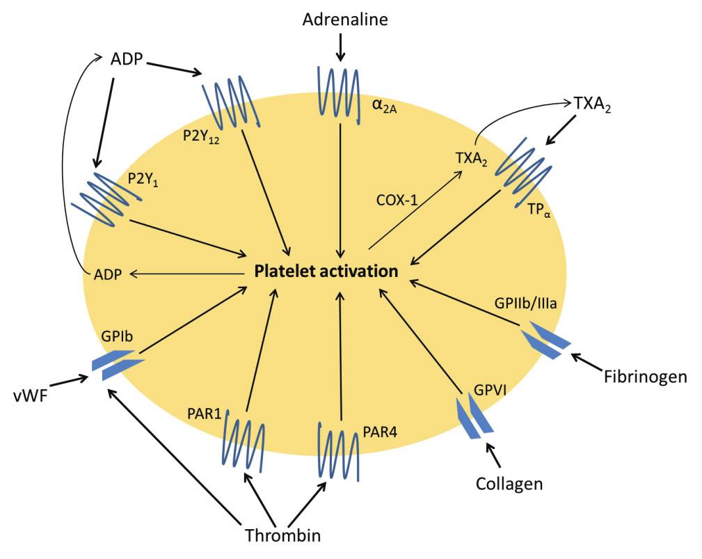 Platelet activation and aggregation: Clinical and experimental studies Figure 1. Schematic illustration of a platelet with a number of receptors and activation pathways.