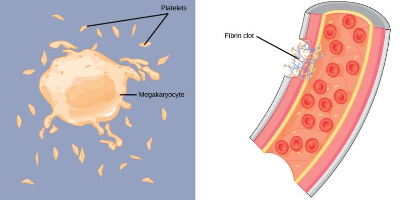 Sukhi Singh In the amplification phase, the generated thrombin from the initiation phase will activate platelets and also activate factors V, VIII and XI [6].