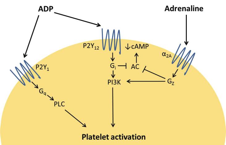 Platelet activation and aggregation: Clinical and experimental studies downstream effector molecules result in granule secretion [74].