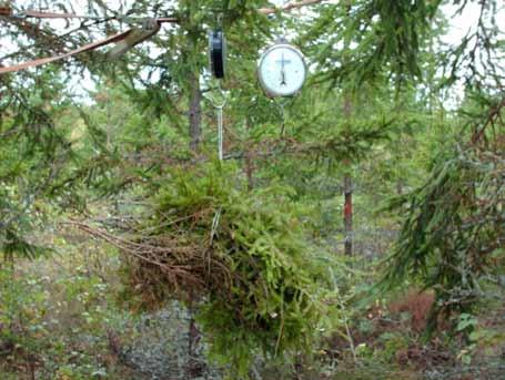 Södra Sveriges granar - biomassa och dess allokering Norway spruce in southern Sweden biomass and its allocation Kersti Lassing Handledare: