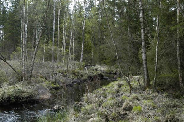 Olämpliga våtmarker kalkas Olämpliga våtmarker som kalkas: Fastmarker Kraftigt