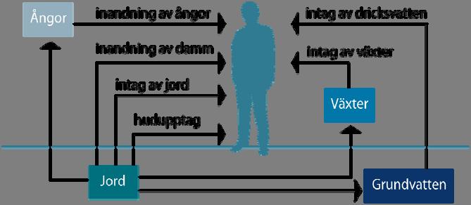 Exponeringsvägar i