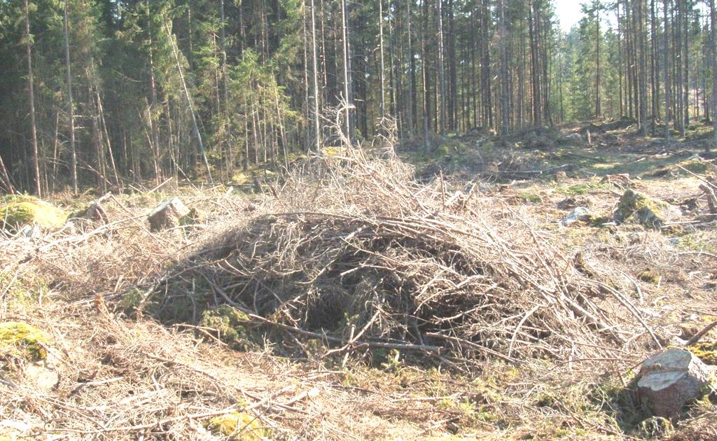 6 Diskussion 6.1 Skogsbränsle utan barr För att bli av med barren är det vanligt att låta avverkningsresterna ligga kvar på hygget i s.k. processorhögar över sommaren (se bild 4).
