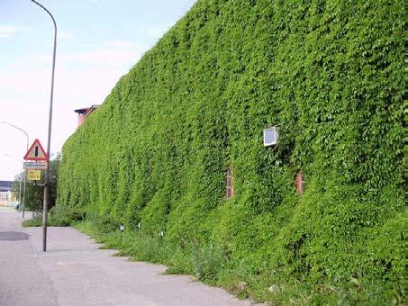 grönstråket mellan MAX IV och ProNano. Klätterväxter på fasaden t ex skulle förstärka det gröna stråket på ett välbehövligt sätt.
