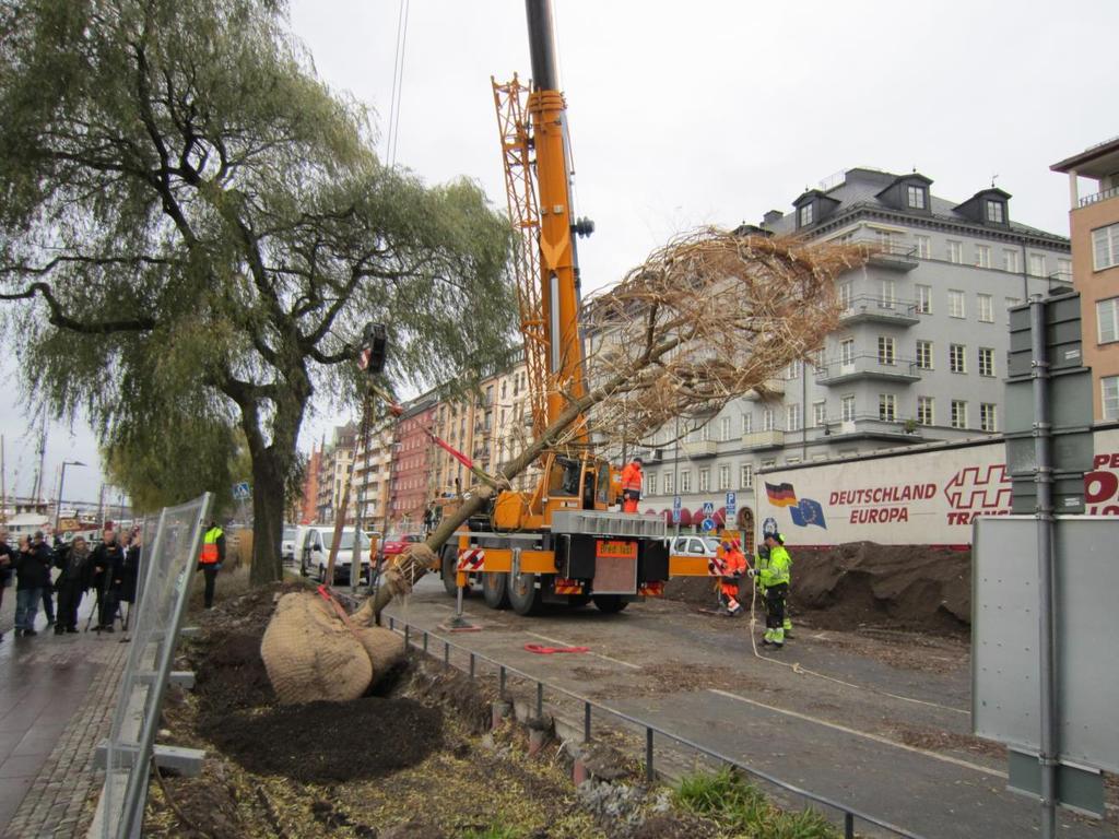 En pil med stamomkrets 100-110 som planteras på Norr Mälarstrand i